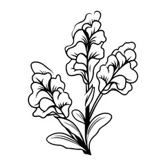 snapdragon flower botanical illustration, Meadow plant vector illustration, Generative AI.