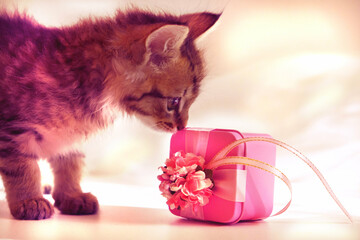 Pink gift box and Tabby kitten on light pink background. Cute little tabby cat. Celebration. Birthday, Mothers Day