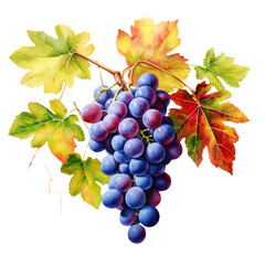 Watercolor grape on transparent background.
