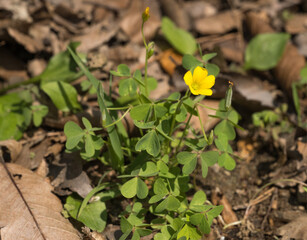 Spring, wildflowers, oxalis flower, close-up