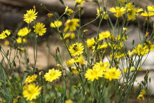 Spring, yellow, wildflowers, bee, Creeping ixeris, close-up