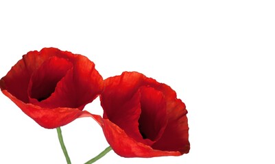 Red fresh poppy flowers. Remembrance Day concept