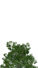 Isolated tree on a transparent background. Single tree isolated on a white background.