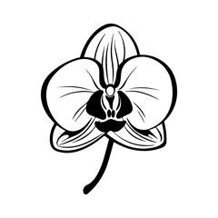 Orchid black and white vector drawing, Generative AI.