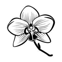 Orchid black and white vector drawing, Generative AI.