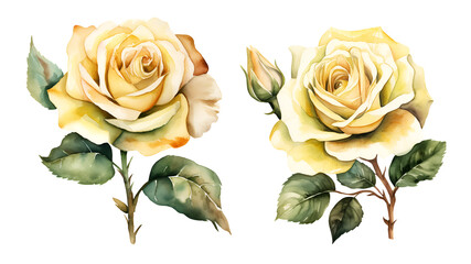Yellow roses, watercolor clipart illustration with isolated background