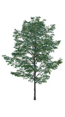 Obraz premium Isolated tree on a transparent background. Single tree isolated on a white background.