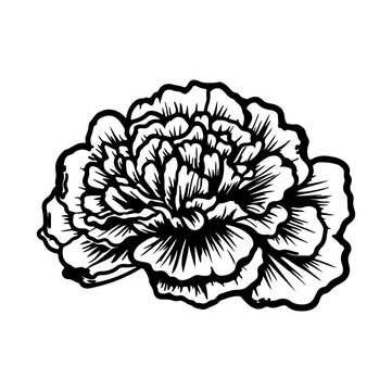 marigold flowers in outline tattoo style. Hand drawn marigold floral monochrome graphic illustration, Generative AI.
