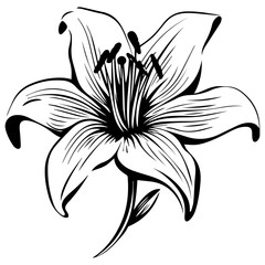 Lily Flower Illustration, Generative AI.