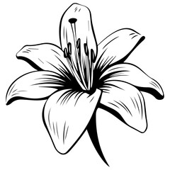Lily Flower Illustration, Generative AI.