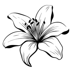 Lily Flower Illustration, Generative AI. - obrazy, fototapety, plakaty