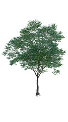 Isolated tree on a transparent background. Single tree isolated on a white background.