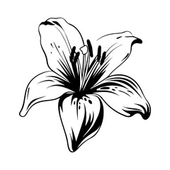 Lily Flower Illustration, Generative AI.