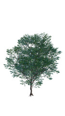 Isolated tree on a transparent background. Single tree isolated on a white background.