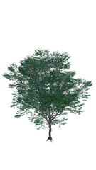 Obraz premium Isolated tree on a transparent background. Single tree isolated on a white background.