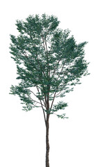 Isolated tree on a transparent background. Single tree isolated on a white background.