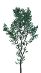 Isolated tree on a transparent background. Single tree isolated on a white background.