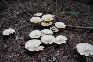 オオイチョウタケ