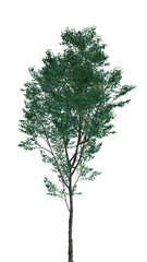 Isolated tree on a transparent background. Single tree isolated on a white background.