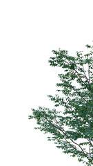 Obraz premium Isolated tree on a transparent background. Single tree isolated on a white background.