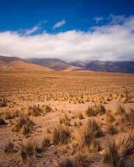 landscape in the desert