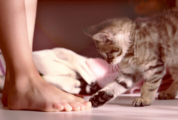 Playful tabby kitten and child barefoot. Having fun. Domestic cat and child. Love, fun, play with friends
