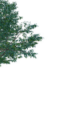 Isolated tree on a transparent background. Single tree isolated on a white background.