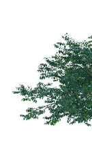 Isolated tree on a transparent background. Single tree isolated on a white background.