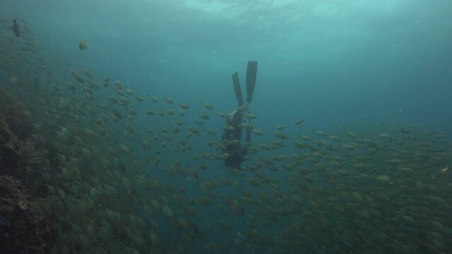 Freediver swims inside of a huge school of the yellowstripe scad (Selaroides leptolepis) 