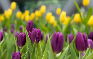 Obraz premium Field of Colorful Beautiful Bouquet of Tulip Flower in Garden for Postcard Decoration and Agriculture Concept Design with Selective Focus.