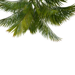 Fototapeta premium Isolated tree on a transparent background. Single tree isolated on a white background.