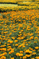 Field of Colorful Bouquet of Beautiful Cosmos Flower in Garden for Agriculture Concept Design with Selective Focus.