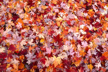 Colorful autumn leaves background texture