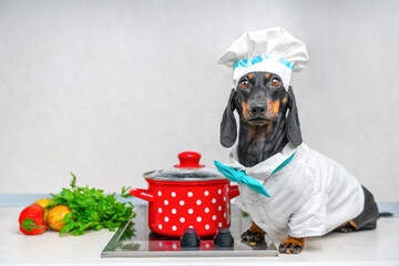 Dachshund dressed as chef sitting on stove on kitchen table. Dog friend helping to cook dish