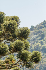 tree known as araucaria outdoors in Rio de Janeiro.