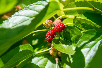 fruit known as blackberry outdoors in Rio de Janeiro.