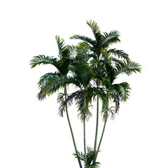 Isolated tree on a transparent background. Single tree isolated on a white background.