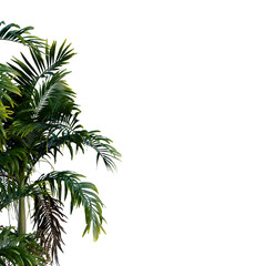 Fototapeta premium Isolated tree on a transparent background. Single tree isolated on a white background.