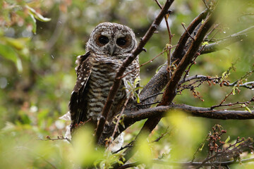 Owl in the rain