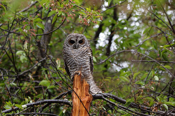 owl in the forest 1