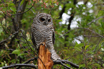 Owl in the forest 2