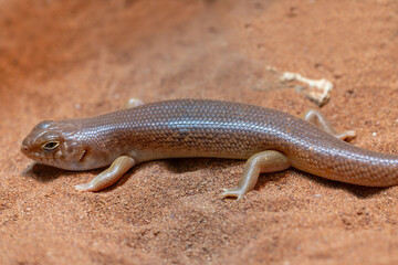 Australian Night Skink basking on red sand
