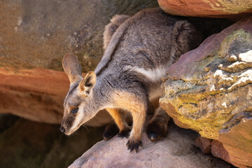 Captive Yellow-footed Rock Wallaby in Australian Zoo