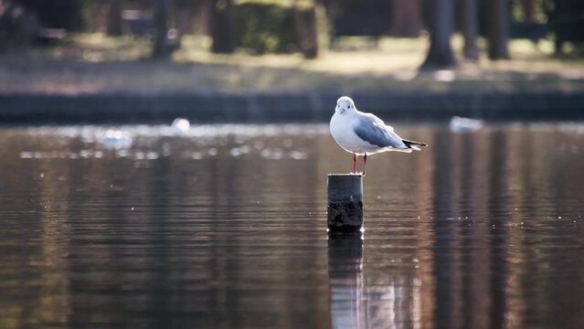 杭の上のユリカモメ