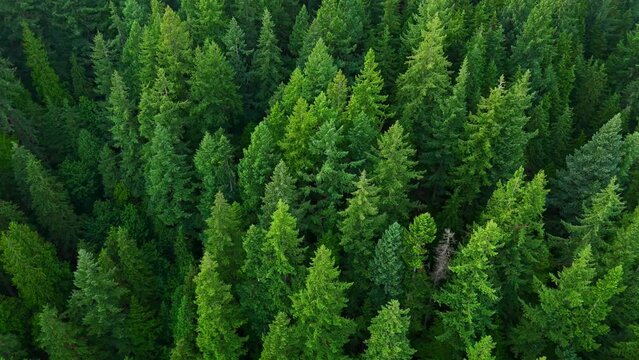 Flight over the coniferous forest. Canada