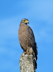 Eagle