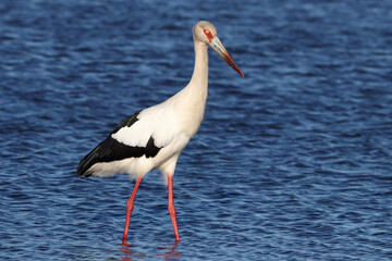 Stork in the water 3