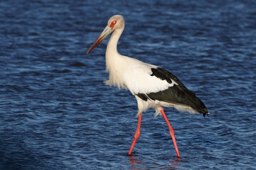 Stork on the water 2