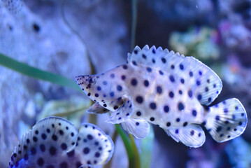 The humpback grouper (Cromileptes altivelis), panther grouper, or barramundi cod in aquarium in Thailand