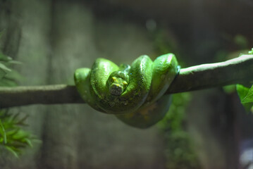 The green tree python (Morelia viridis), also known as the emerald green python in Thailand